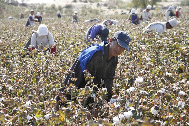 cotton field, China
